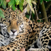 Leben mit dem Jaguar