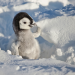 Eisbabys - Eine Kindheit in der Antarktis