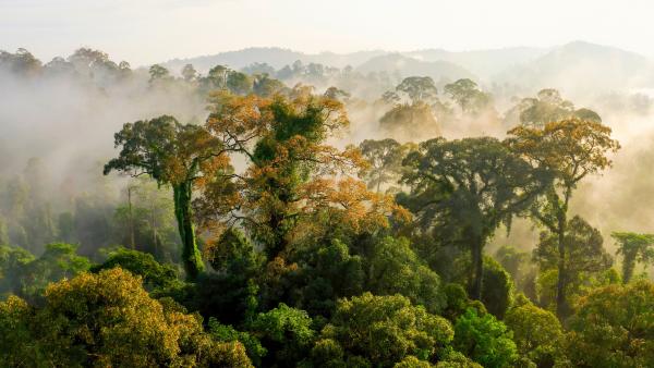 Bild 1 von 15: Im Danum Valley auf Borneo wachsen Flügelfruchtbäume, die sehr groß werden können.