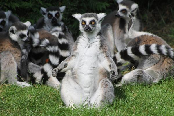 Bild 1 von 7: Im Bild: Matriarchalische Kattas. In den Gruppen der Kattas haben die Weibchen das Sagen. Sie fressen zuerst und sagen, wo es lang geht. Die Männchen machen das Beste aus ihrem niedrigeren Status: Sie spielen herum wie ewige Jungs.