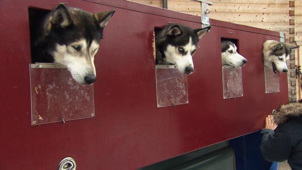 Bild 1 von 10: Huskys auf großer Fahrt im Huskymobil.