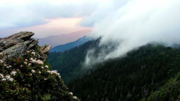 Bild 1 von 7: Great Smoky Mountains - Der Wald der Schwarzbären