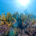 Into the Blue - Indonesiens Unterwasserparadiese