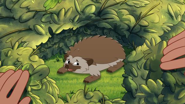 Bild 1 von 2: Der kleine Igel hat sich im Gebüsch in einem Garten versteckt und wurde verletzt.