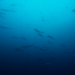 Big Pacific