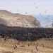 Wildes Peru