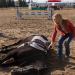 Heartland - Paradies für Pferde