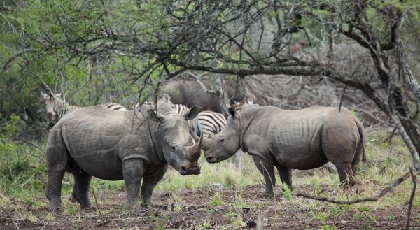 Bild 1 von 5: Das Breitmaulnashorn ist eines der größten Landsäugetiere und das größte aller heute lebenden Nashornarten.