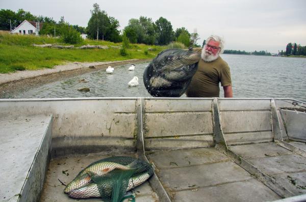 Bild 1 von 4: Adrien Vonarb fischt am Oberrhein mit extra breitmaschigen Netzen.