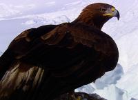 Tierwelt der Alpen