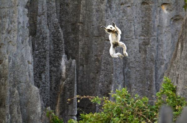 Bild 1 von 4: Auf Madagaskar überwinden Sifakas mit kräftigen Beinsprüngen große Höhenunterschiede.