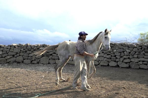 Bild 1 von 4: Gewaltlose Pferdezähmung - durch Berührungen an empfindlichen Stellen und Beruhigen des Tieres - ist wichtig, da ein ängstliches, schreckhaftes Pferd in Stresssituationen schnell unberechenbar wird und eine Gefahr darstellen kann.