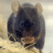 Rechte der Tiere