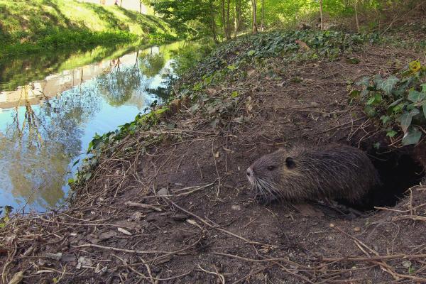 Bild 1 von 5: Nutrias bauen ihre Höhlen mitten in der Stadt.