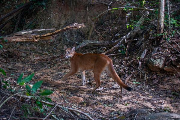 Bild 1 von 14: Viele Wildtiere wie Pumas sind zurückgekehrt, nachdem auf einer ehemaligen Farm in Brasilien wieder Wald wachsen durfte.