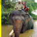Wildes Vietnam