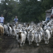 Das geheime Wissen der Tiere