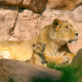 Big Five Asien