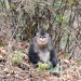 Asiens wilde Überlebenskünstler