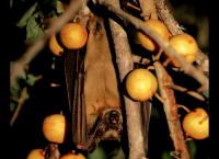 Mythos Kongo - Fluss der Extreme