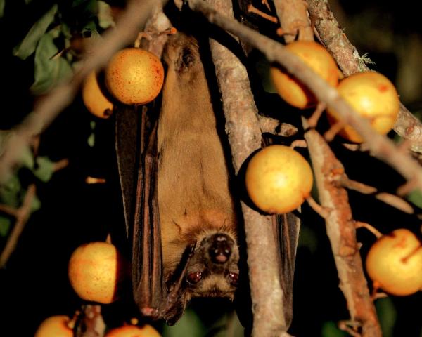 Bild 1 von 32: Im Bild: Nachts fallen die Flughunde von Kasanka über die Früchte in den Bäumen der näheren Umgebung her.