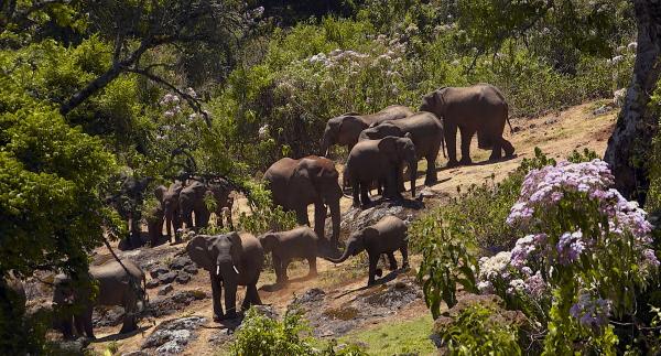 Bild 1 von 15: Etwa ein Dutzend Tiere umfasst diese kleine Herde von Höhlenelefanten. Auch Jungtiere sind dabei. Das ist ein großer Erfolg für die Schützer dieser seltenen Rasse.