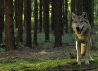 Auf der Jagd - Wem gehört die Natur?
