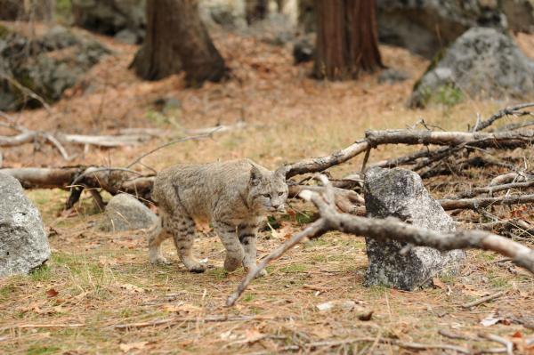 Bild 1 von 5: Ein besonders seltener Anblick im Yosemite Nationalpark: Der Rotluchs.