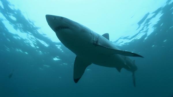 Bild 1 von 5: Hai im blauen Wasser.