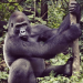 Raising Wildlife: Aufzucht in der Wildnis