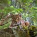Luchs