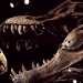 Dinosaurier - Anatomie einer Katastrophe
