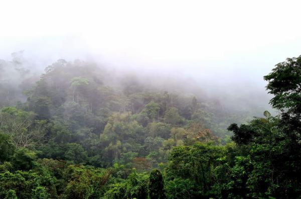Bild 1 von 6: Nebel hängt über dem Nationalpark Celaque in Honduras.