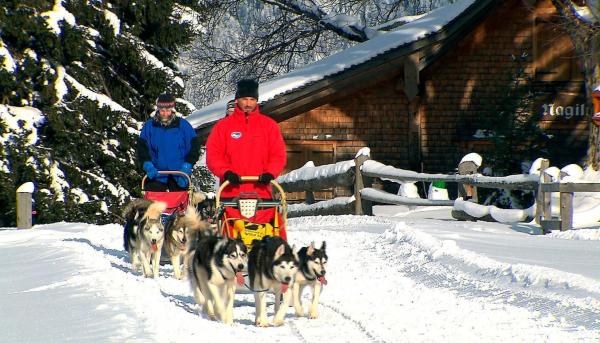 Bild 1 von 6: Im Bild: Huskyschlitten