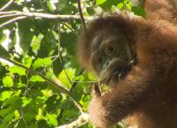 Anna und die wilden Tiere