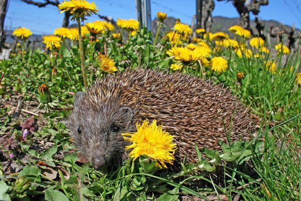 Bild 1 von 9: Im Bild: Igel.