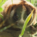 Anna und die wilden Tiere
