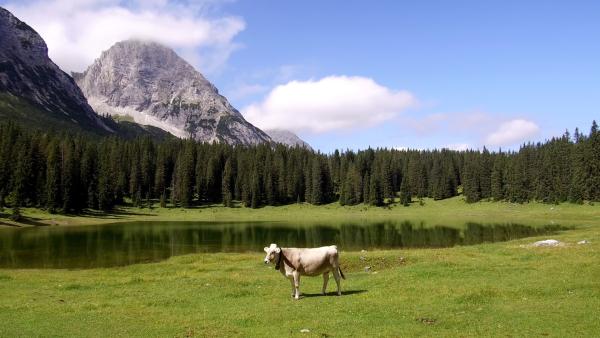 Bild 1 von 5: .