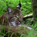Wildes Land