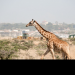 Wildes Nairobi