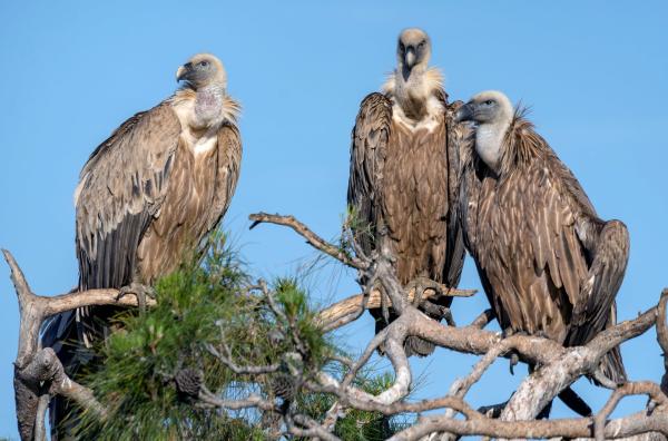 Bild 1 von 3: Gänsegeier: In Europa ernähren sie sich fast ausschließlich von Aas.