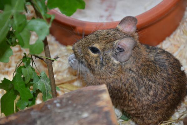 Bild 1 von 4: Neben Heu als Grundnahrung mögen Degus frisch geschnittene Äste zum Fressen gern.