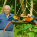 Das Leben in Farbe mit David Attenborough