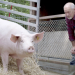 Artgerecht? Das Schweine-Experiment