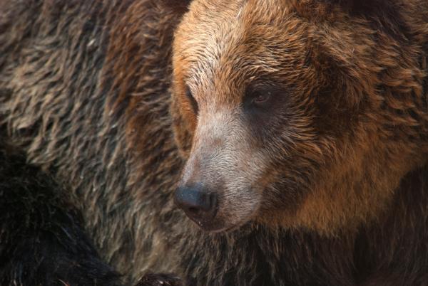 Bild 1 von 14: Braunbär im Zoo von Hokkaido.