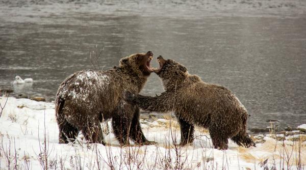 Bild 1 von 1: Zwei Grizzlybären kämpfen gegeneinander am Fishing Branch River im Yukon in Kanada.