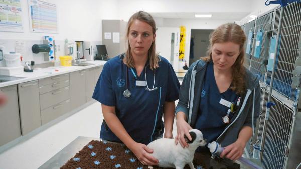 Bild 1 von 1: Dr. Luisa Lippert (li.) ist Spezialistin für Kleintiermedizin und hat gerade Nachtschicht in der Tierklinik in Rostock