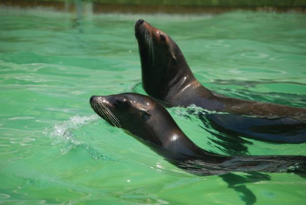 Bild 1 von 18: Die Seelöwen bekommen ein Fitness-Training.