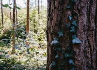 Vom Ahorn bis zur Zwiebel