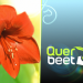 Querbeet